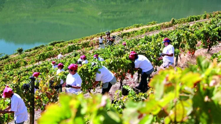 Workers harvesting grapes on the steep terraced vineyards of the Douro above the river